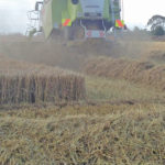 Growing 180 bushels of barley