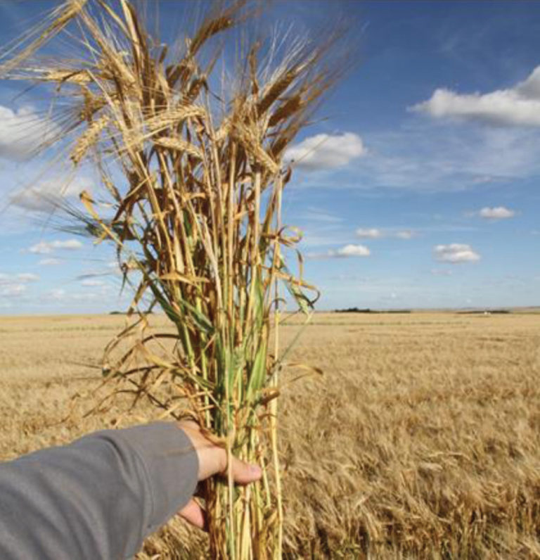 Growing 180 bushels of barley Grainews