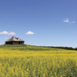 A canola field starting to bloom at the end of June near Fairholme, Sask. Barb Ziesman, provincial specialist in plant disease, says the environment was perfect for disease development across Saskatchewan in 2016.