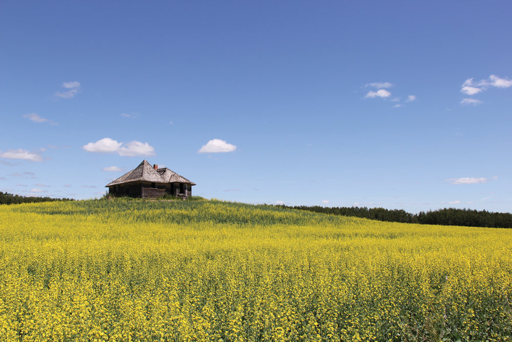 A canola field starting to bloom at the end of June near Fairholme, Sask. Barb Ziesman, provincial specialist in plant disease, says the environment was perfect for disease development across Saskatchewan in 2016.