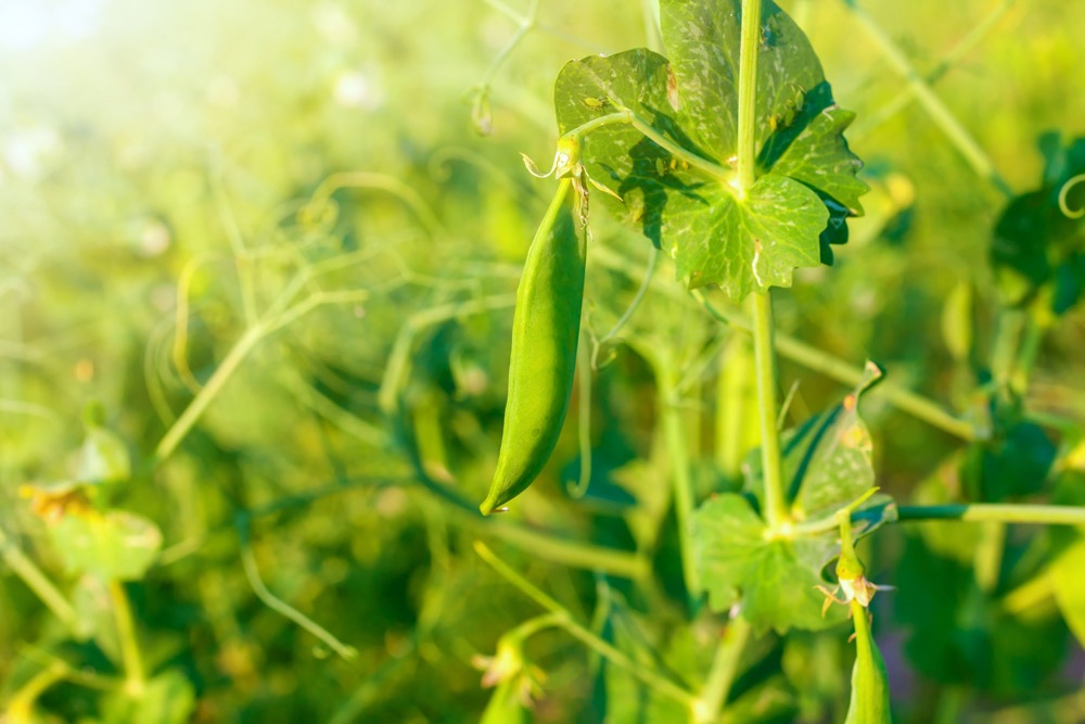 Adding a pulse crop to your rotation will put N back into your soil, some even require less water to produce.