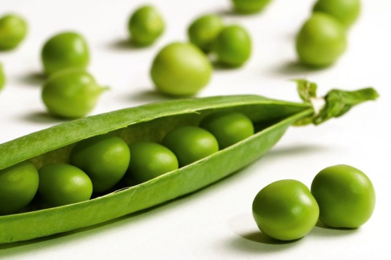 Getting your pea yields to 94 bushels per acre