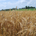 Researchers found no adverse effect on oat yield with the glyphosate application. In fact,
they saw a slight yield bump and significantly greater test weight.