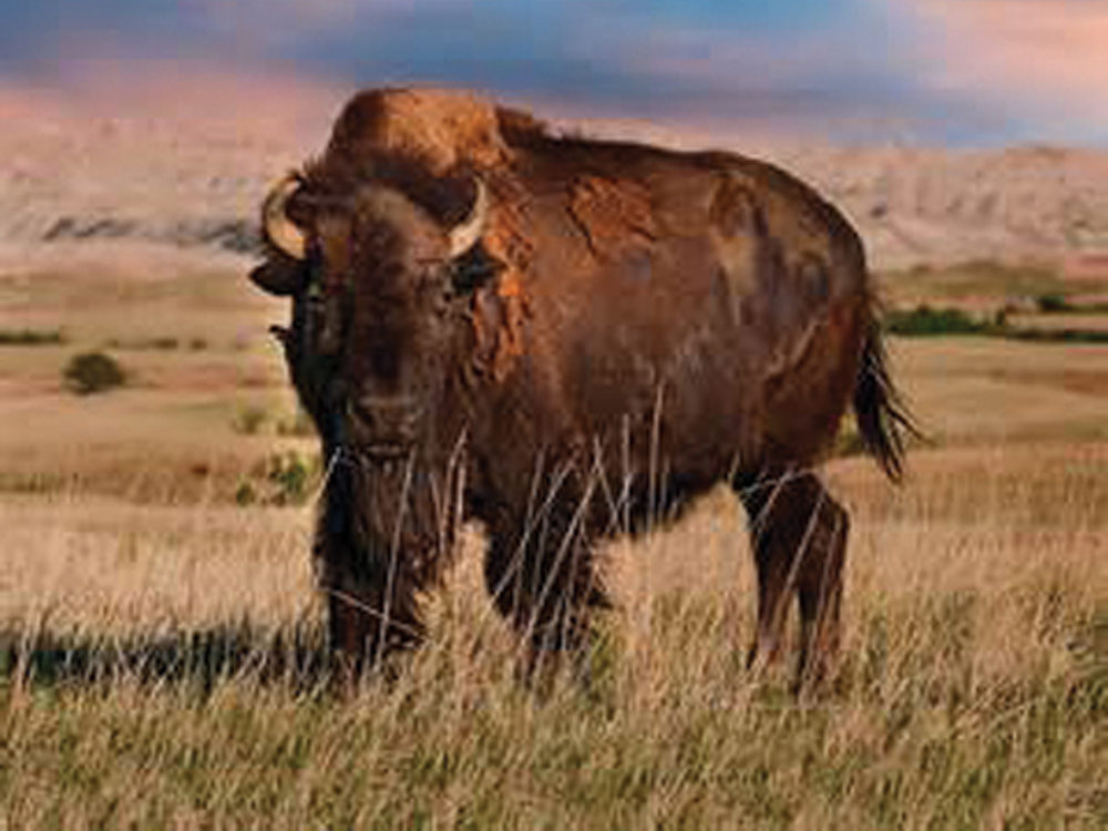 Plains Bison