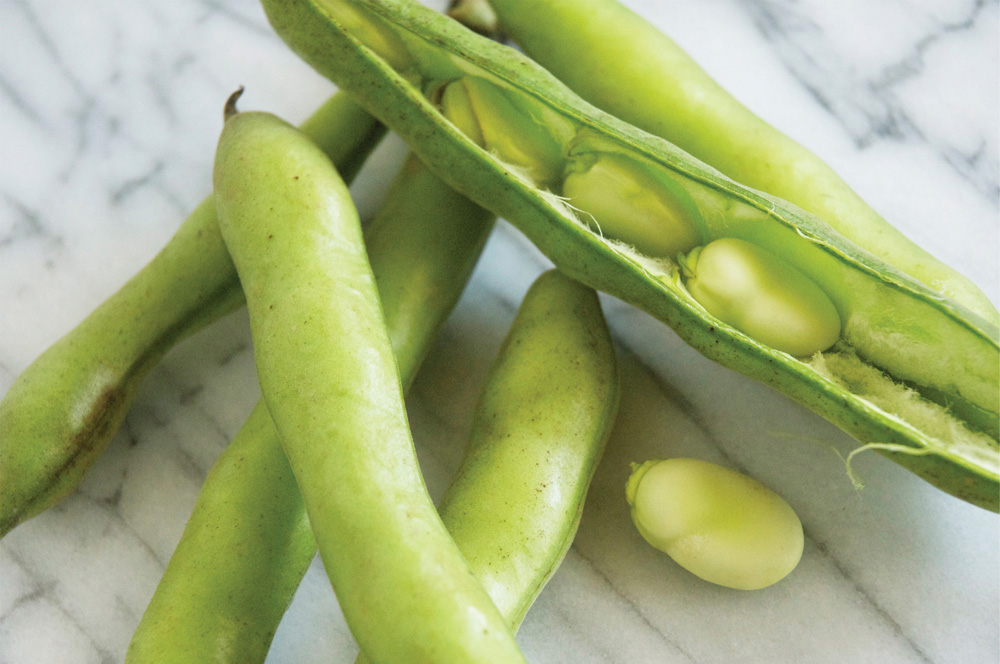 Faba bean is not susceptible to root rot.