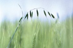 Managing herbicide resistance