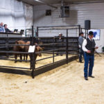 Ringmen take bids at Lazy S Ranch sale.