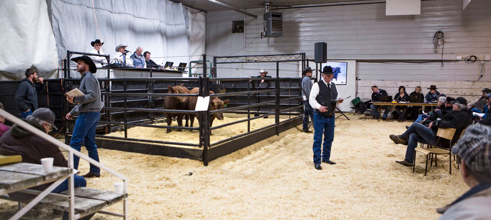 Ringmen take bids at Lazy S Ranch sale.