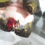 This is an actual picture of hairy heel warts taken by a dairy producer.