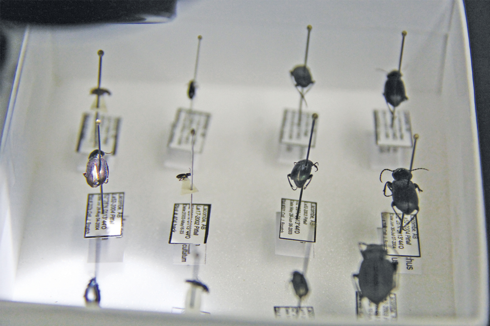 Beetles are just one type of beneficial insect often found in farmers’ fields. These pinned specimens belong to the Carabid family. They prey on larvae and adult crop pests.