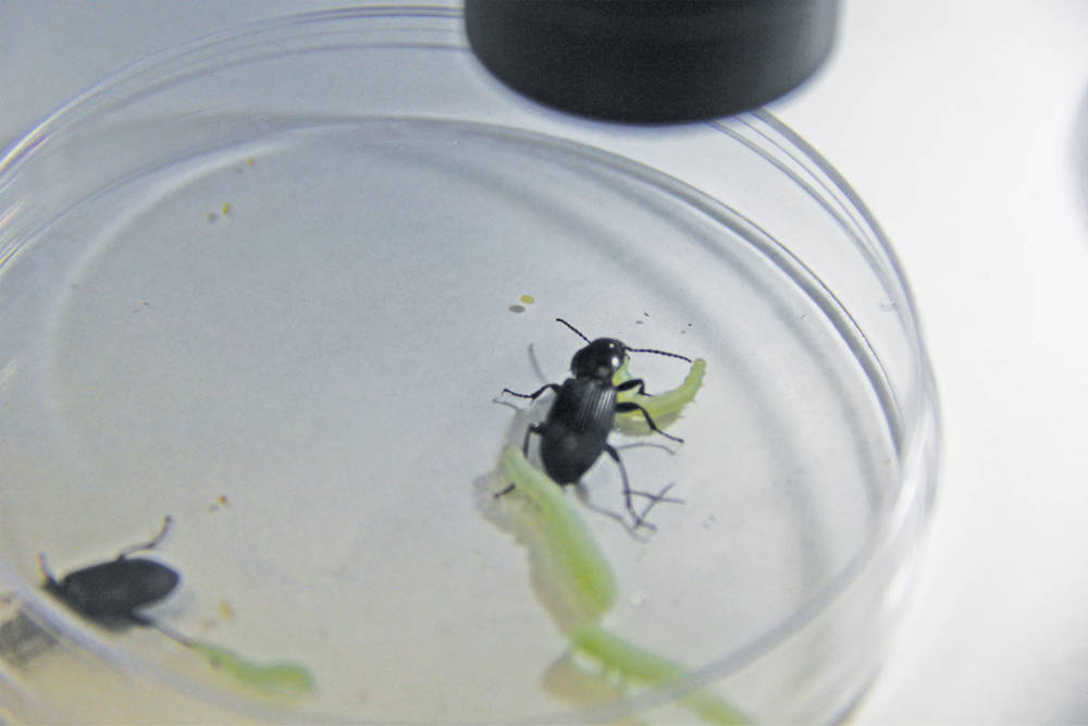 Amara beetles hunt and chew on cutworms at CanoLAB in Vermilion.  Amara beetles belong to the Carabid family.
