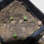 Canola seedlings suffering from soil herbicide injury. Herbicide injuries are difficult to diagnose at the seedling stage as symptoms such as purpling or yelllowing can mimic other problems. Poor emergence is also an issue with residual soil herbicide injuries.