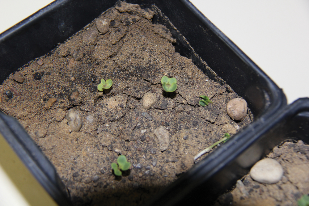 Canola seedlings suffering from soil herbicide injury. Herbicide injuries are difficult to diagnose at the seedling stage as symptoms such as purpling or yelllowing can mimic other problems. Poor emergence is also an issue with residual soil herbicide injuries.