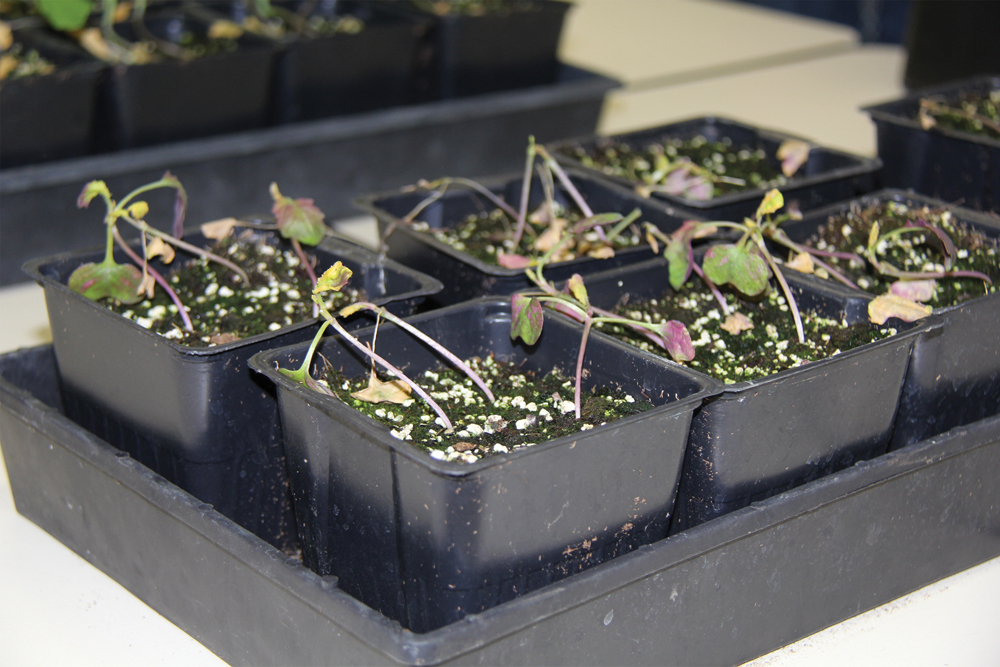 Group 2 (Odyssey) injury in canola. Researchers mimicked a drift injury in  the greenhouse. Herbicide injury symptoms, such as purpling and thickened  stems, can mimic other issues.