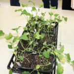 Group 22 injury (Regalone) causing necrosis in canola.