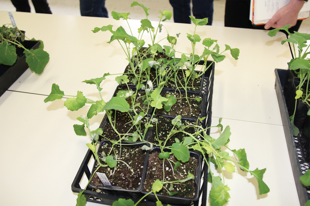 Group 22 injury (Regalone) causing necrosis in canola.