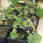 Drift injury caused by a Group 4 herbicide (Heat).