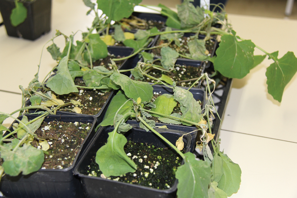 Drift injury caused by a Group 4 herbicide (Heat).