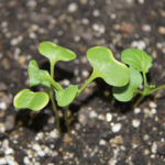 “Halo effect” on canola seedlings looks like Cleanstart damage. But it’s probably from the seed treatment, says Dan Orchard of the Canola Council. Larger seeds ended up with excessive seed treatment in this plant stand establishment demo at CanoLAB.