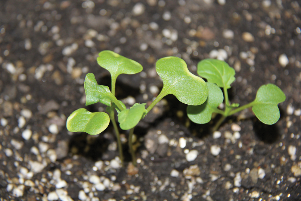 “Halo effect” on canola seedlings looks like Cleanstart damage. But it’s probably from the seed treatment, says Dan Orchard of the Canola Council. Larger seeds ended up with excessive seed treatment in this plant stand establishment demo at CanoLAB.