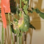 Leaf lesions on a plant infected with sclerotinia.