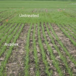 Producers focus on herbicide rotation