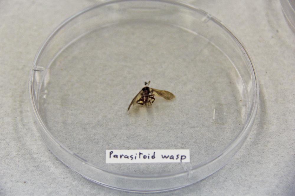 A parisitoid wasp. Wasps can be very small and look similar to flies.  But wasps have four wings, while flies have two wings.