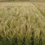 AC Metcalfe is one of the most popular malt barley varieties.
