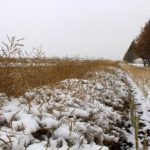 A ripe canola swath hampered by poor weather sits idle in Saskatchewan. (Oct. 2016)