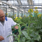 Syngenta’s Willy Ruegg in a greenhouse full of canola plants.