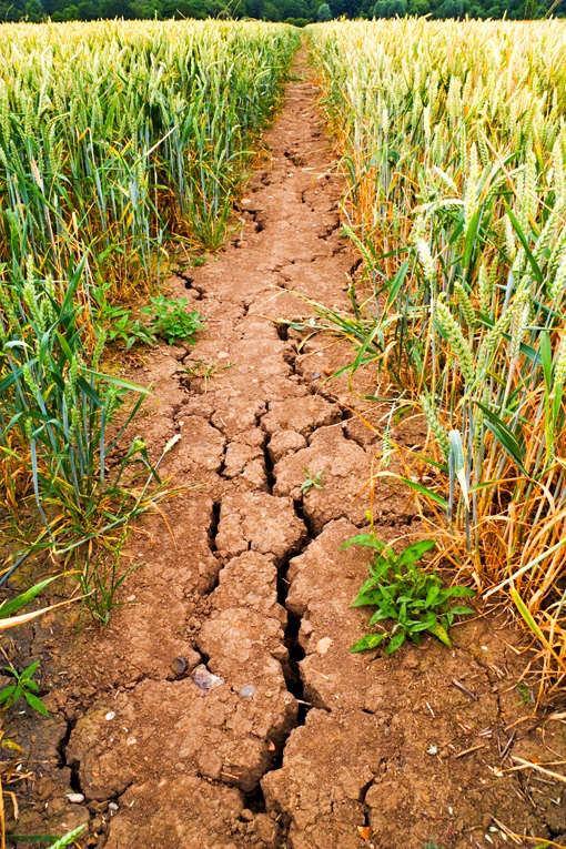 Drought-cracked mud in wheat field
