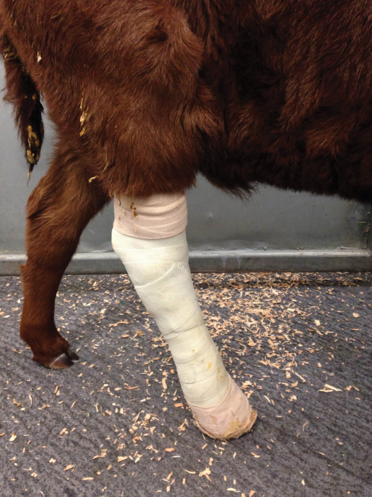 Fixing fractures in cattle is doable Grainews