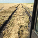 Swathing this perennial rye grass left deep ruts in a wet field.