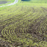 Because the wheat crop had a thin stand, there was high weed pressure.
Plant density was 180 to 190 plants per square metre. Ungerminated seed seemed to be the heart of the problem.