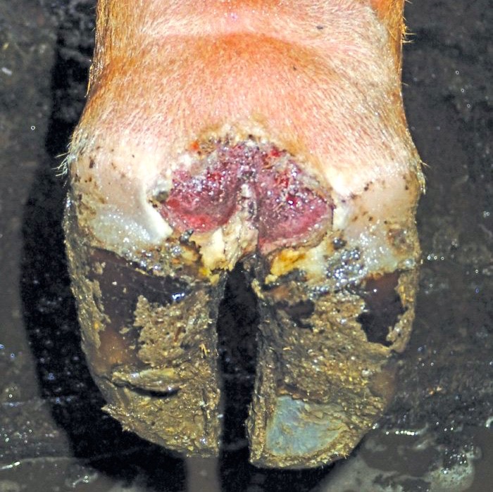 Once foot rot is discovered, it needs to be dealt with as soon as possible. Though you may find your steer is hesitant to move where you need him to go.