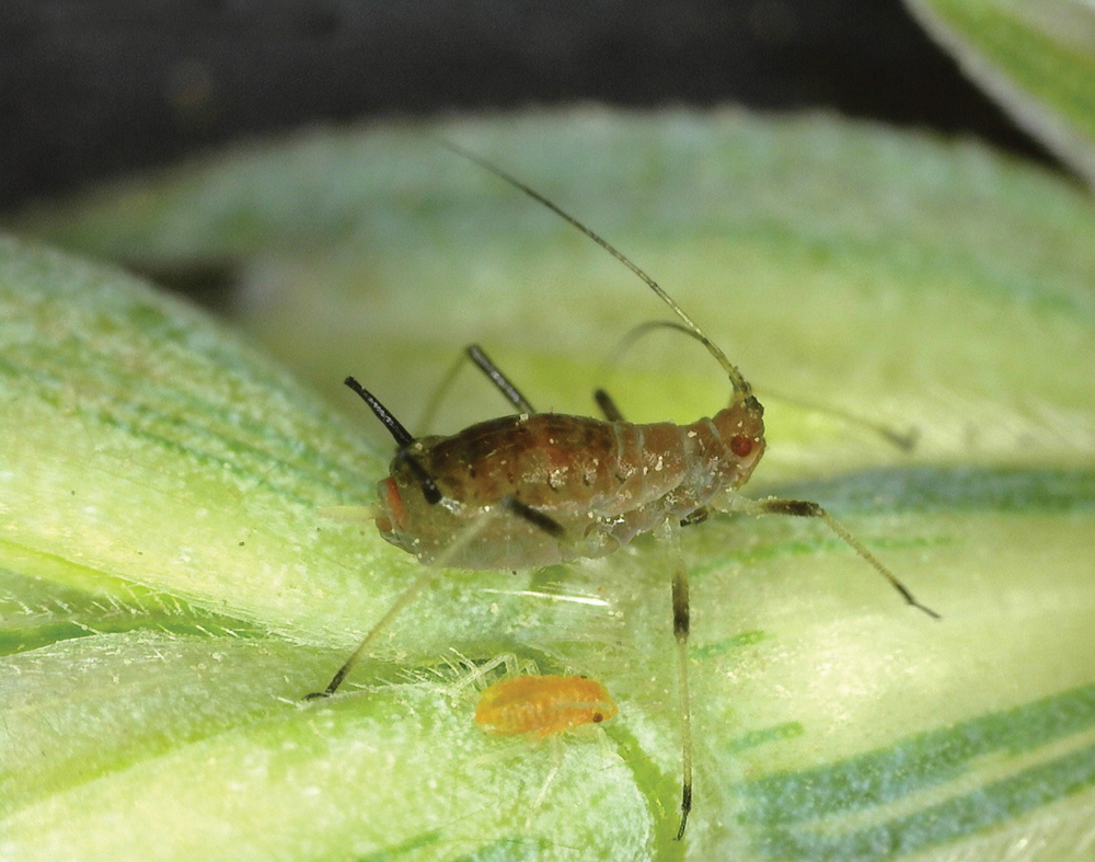 English grain aphids at different life stages. These cereal aphids double their reproductive rate once they start feeding on cereal grain heads.
