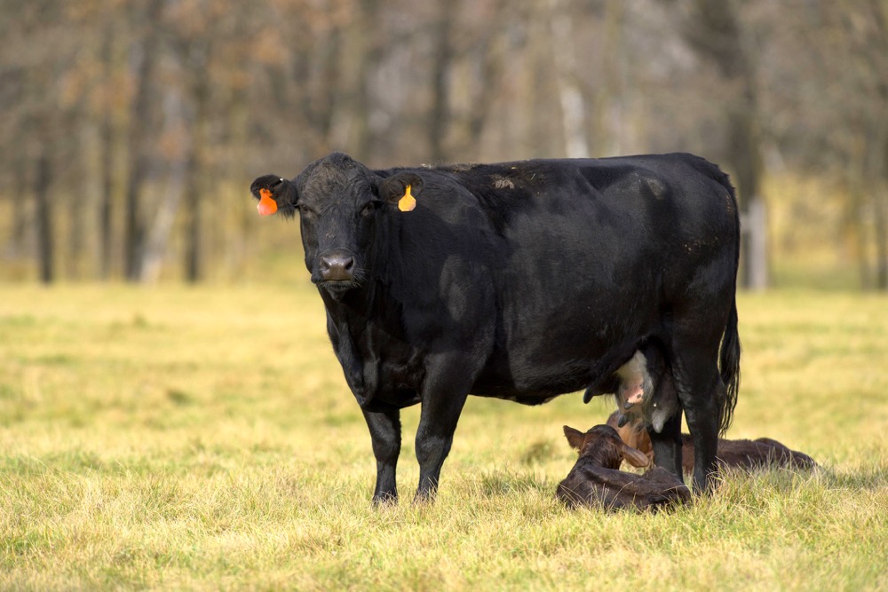 A newborn black angus calf with it's mother