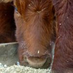 Beware of grain bloat in self-fed cattle