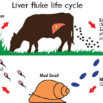 Controlling liver flukes in beef cattle