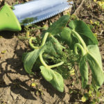 The plant symptoms included stunted development, twisted and bent stems and chlorosis at the growing point.