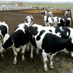 Feedlot Holsteins need powerful feeding programs