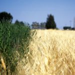 Kochia in a wheat field.