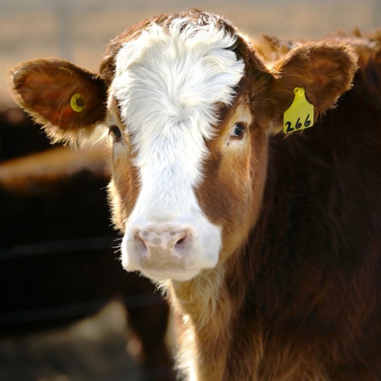 Sell calves early or hold them until spring Grainews