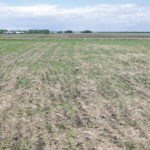 The canola crop looked patchy. Some areas were coming up well, whereas others had only volunteer barley from the previous year.