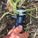 Count your canola stubble density