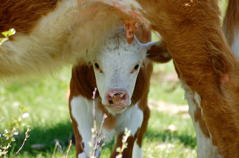a calf and mother cow