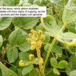 Dicamba drift injury on non-dicamba tolerant soybeans causes leaf cupping, says Lionel Kaskiw, Manitoba Agriculture’s Farm Production Advisor based in Souris, Man.
