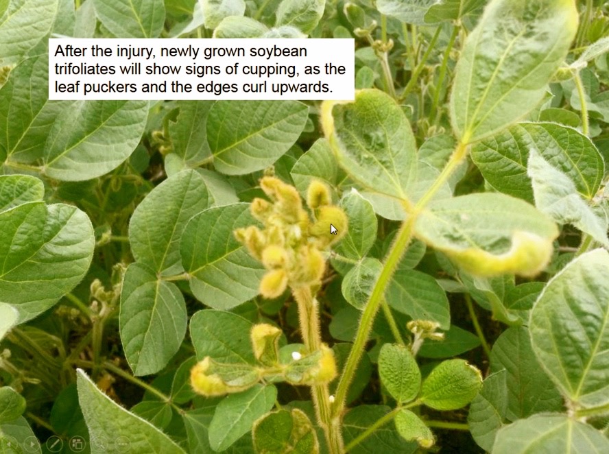 Dicamba drift injury on non-dicamba tolerant soybeans causes leaf cupping, says Lionel Kaskiw, Manitoba Agriculture’s Farm Production Advisor based in Souris, Man.