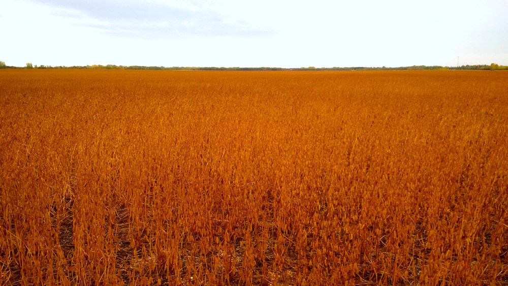Get set for soybean harvest