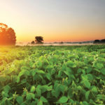 Help your fields by adding soybeans